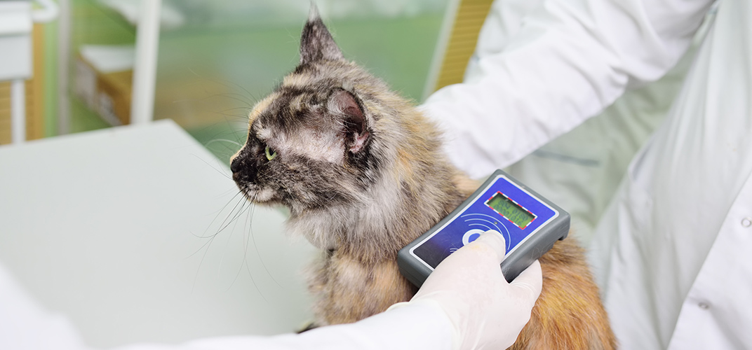 ペットの犬・猫へのマイクロチップ装着が義務化！装着方法や費用を徹底解説！